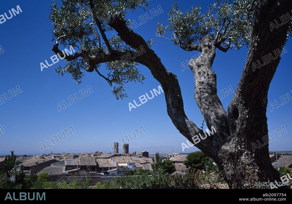 Spain, Catalonia, Urgell region, Lleida province, Verdu. General view of the village. In the foreground an olive tree.
