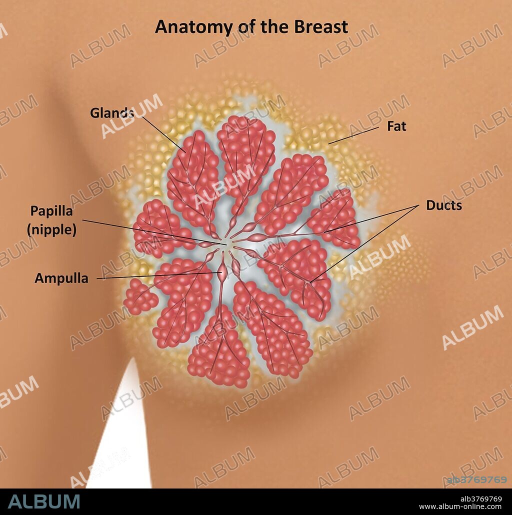 Anatomy of the female breast [69]