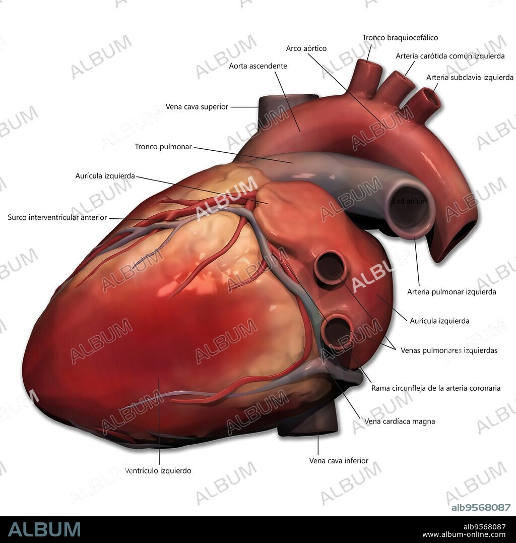 Lateral view of human heart anatomy.