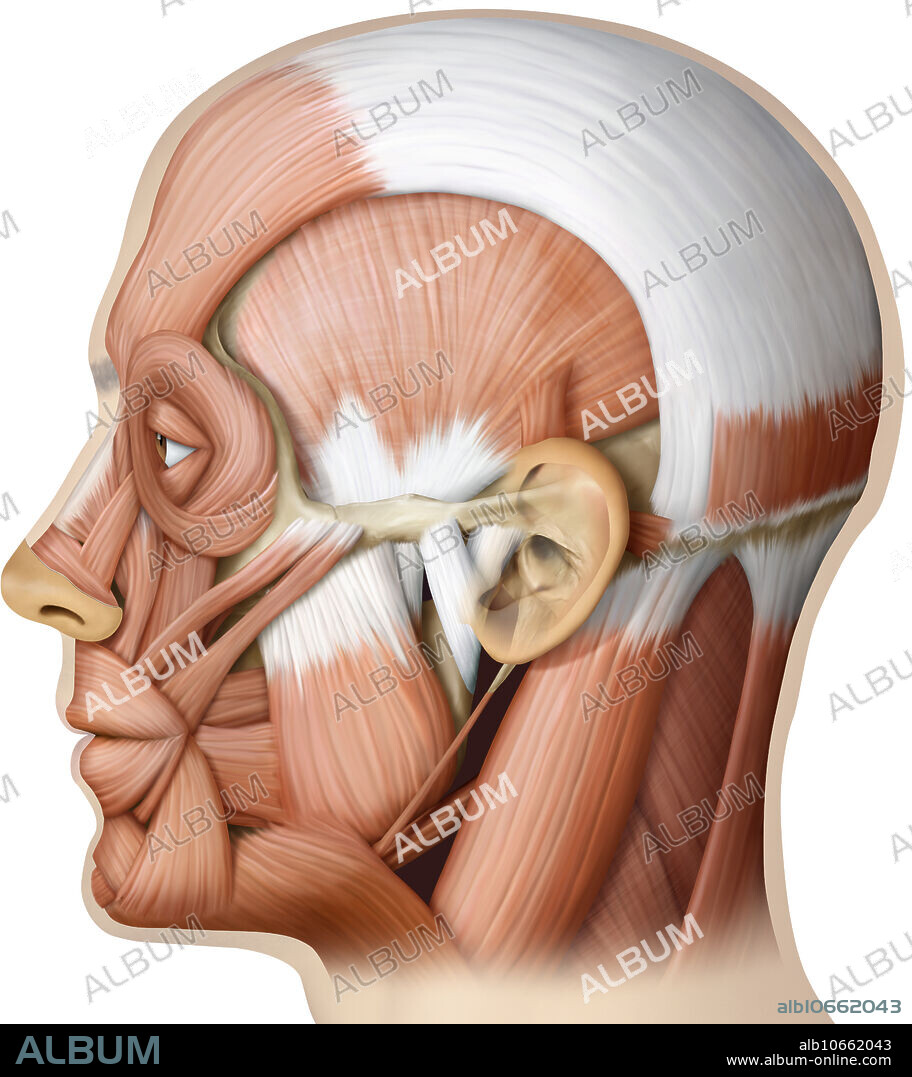 The image shows a lateral view of the muscles of the head.