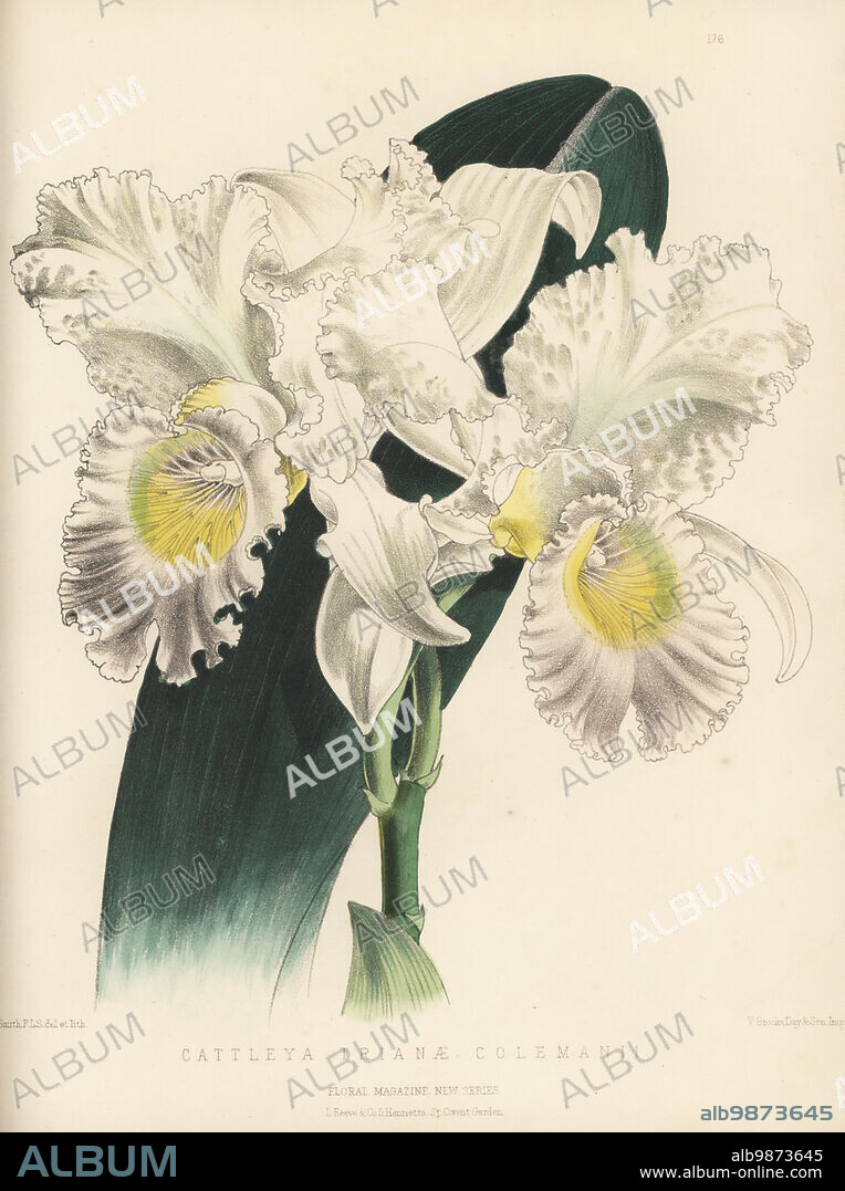 Coleman's Christmas orchid, Cattleya trianae, native to Colombia. Flowered by Mr. Stocking, gardener at Stoke Park, Slough, for proprietor Mr. Coleman. Sold by Bernard Samuel Williams, Victoria and Paradies Nurseries, Upper Holloway. As Cattleya trianae var. colemanii. Handcolored botanical illustration drawn and lithographed by Worthington George Smith from Henry Honywood Dombrain's Floral Magazine, New Series, Volume 4, L. Reeve, London, 1875. Lithograph printed by Vincent Brooks, Day & Son.