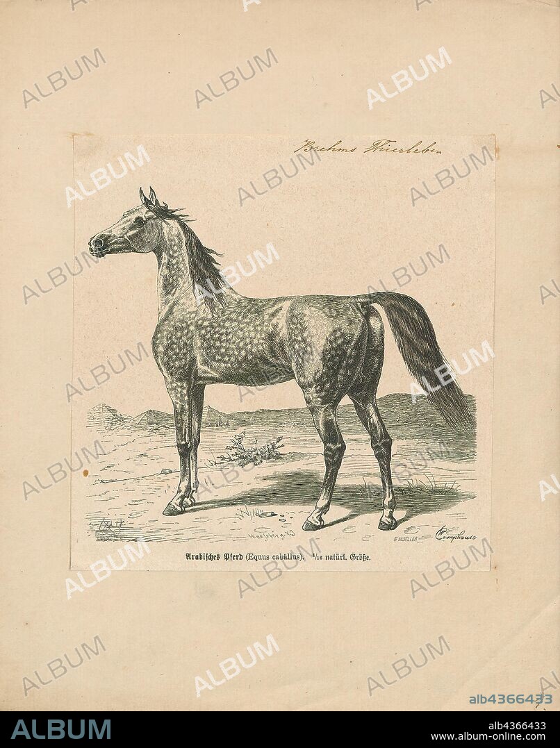 Equus caballus, Print, The horse (Equus ferus caballus) is one of two extant subspecies of Equus ferus. It is an odd-toed ungulate mammal belonging to the taxonomic family Equidae. The horse has evolved over the past 45 to 55 million years from a small multi-toed creature, Eohippus, into the large, single-toed animal of today. Humans began domesticating horses around 4000 BC, and their domestication is believed to have been widespread by 3000 BC. Horses in the subspecies caballus are domesticated, although some domesticated populations live in the wild as feral horses. These feral populations are not true wild horses, as this term is used to describe horses that have never been domesticated, such as the endangered Przewalski's horse, a separate subspecies, and the only remaining true wild horse. There is an extensive, specialized vocabulary used to describe equine-related concepts, covering everything from anatomy to life stages, size, colors, markings, breeds, locomotion, and behavior., 1700-1880.