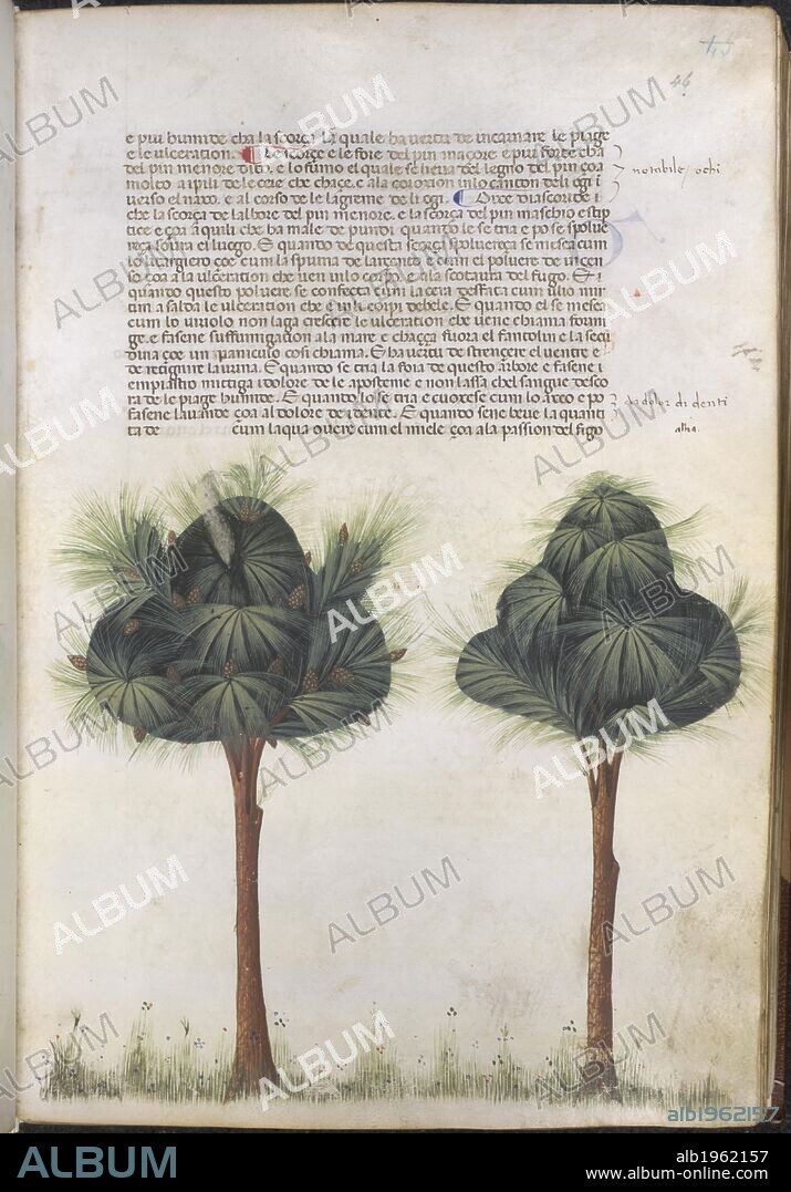 Two pine trees. Carrara Herbal. Two pine trees, complete with cones and needle-thin foliage. Source: Egerton 2020, f.41.