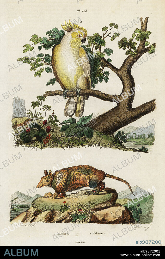 Yellow-crested cockatoo, critically endangered, Cacatua sulphurea (P. sulphureus) and greater naked-tailed armadillo, Cabassous tatouay. Kabassou, Kakatoes. Handcoloured steel engraving by Pfitzer after an illustration by Acarie Baron from Felix-Edouard Guerin-Meneville's Dictionnaire Pittoresque d'Histoire Naturelle (Picturesque Dictionary of Natural History), Paris, 1834-39. .
