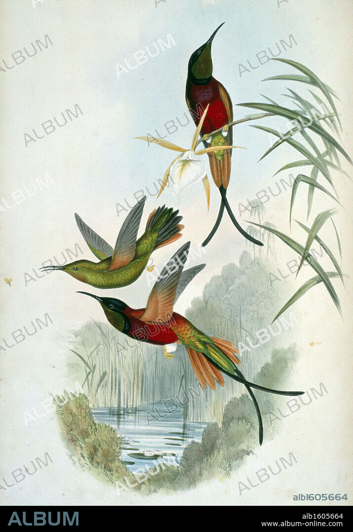 Crimson Topaz (Topaza Pella) by John Gould,  (1804-1881),  USA,  Pennsylvania,  Philadelphia,  Academy of Natural Sciences,  1861.