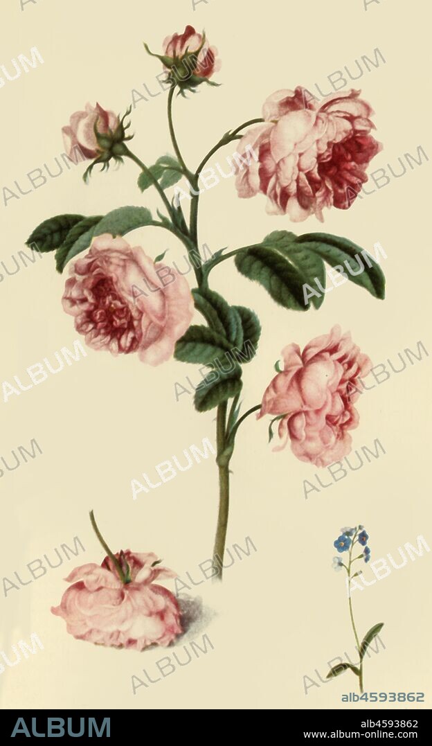 ALEXANDER MARSHAL. 'Rosa Provincialis and Forget-Me-Not', c1680, (1946). Botanical painting made for King William III. From "British Garden Flowers", by George M. Taylor. [Collins, London, 1946].