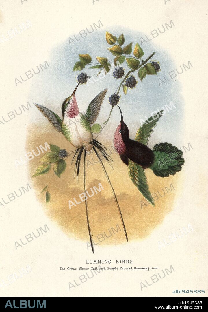 Peruvian sheartail, Thaumastura cora, and Purple-throated carib, Eulampis jugularis. Chromolithograph by unknown artist/engraver from Mary and Elizabeth Kirby's "Beautiful Birds in Far-Off Lands," T. Nelson, London, 1872. Mary Kirby (1817-1893) and Elizabeth Kirby (1823-1873) were two Victorian sisters who wrote many natural history books for children.