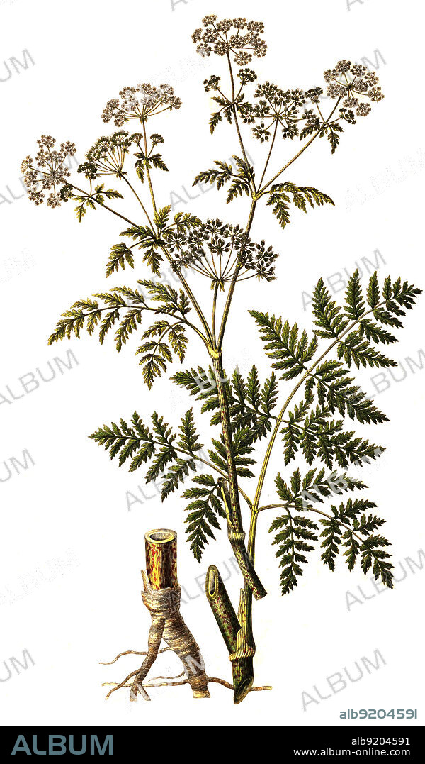 Gefleckte Schierling, Conium maculatum / Conium maculatum, colloquially known as hemlock, poison hemlock or wild hemlock.