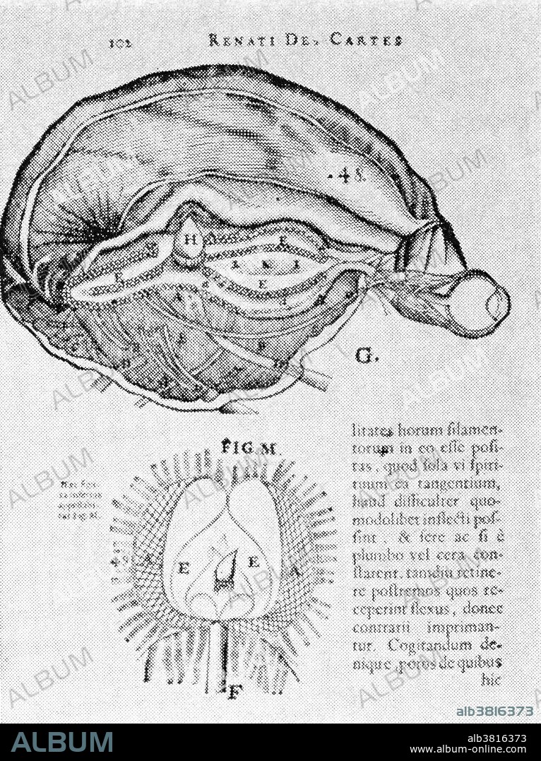 Brain and Pineal Gland - Album alb3816373