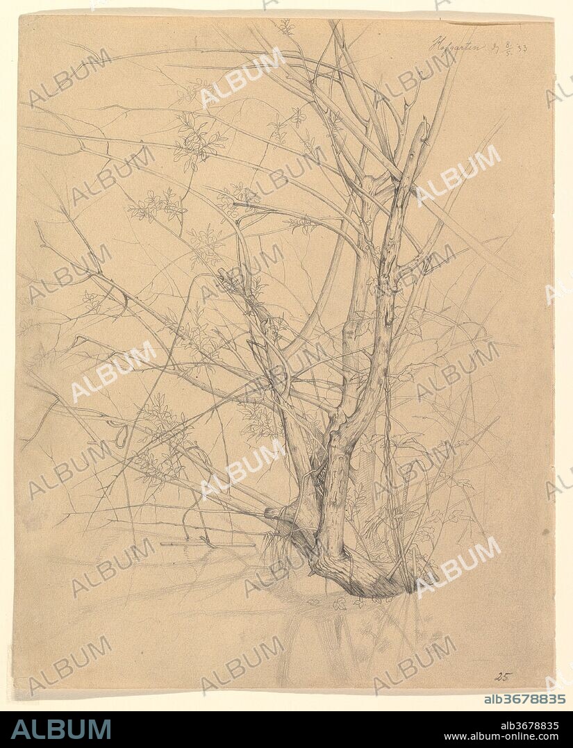 Study of a Tree Standing in Water in the Düsseldorf Hofgarten; verso: Studies of Plants. Artist: Johann Wilhelm Preyer (German, Rheydt 1803-1889 Dusseldorf). Dimensions: sheet: 10 1/16 x 8 1/8 in. (25.6 x 20.6 cm). Date: 1833.