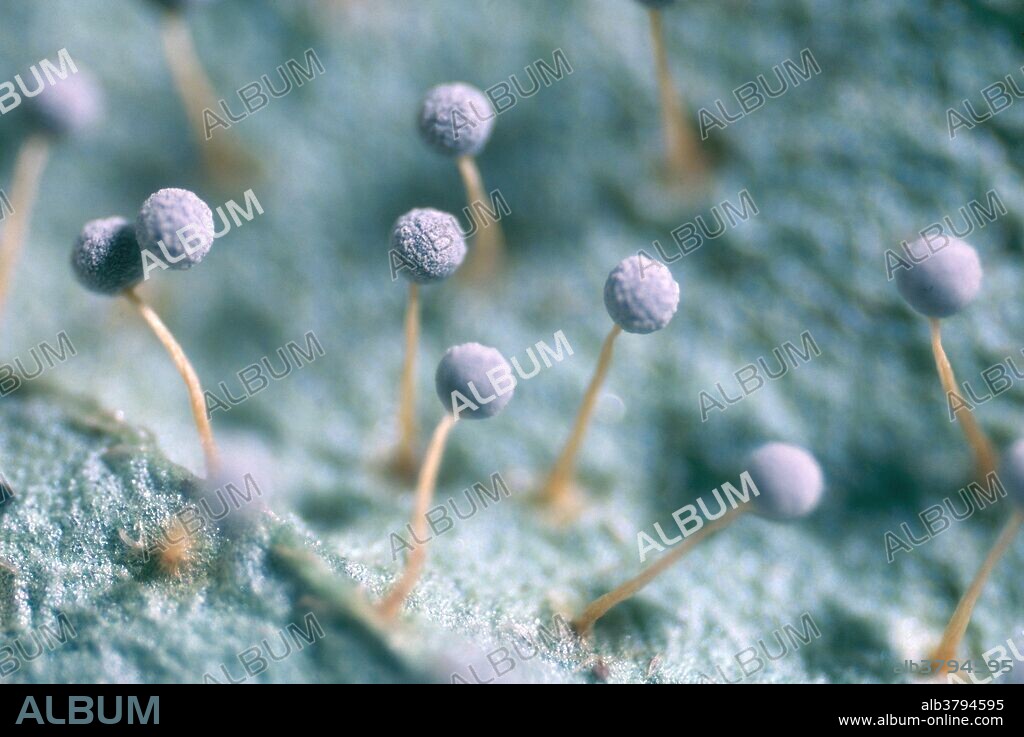 Physarum nucleatum, a slime mold. Magnification x7.8 at 35mm film size.