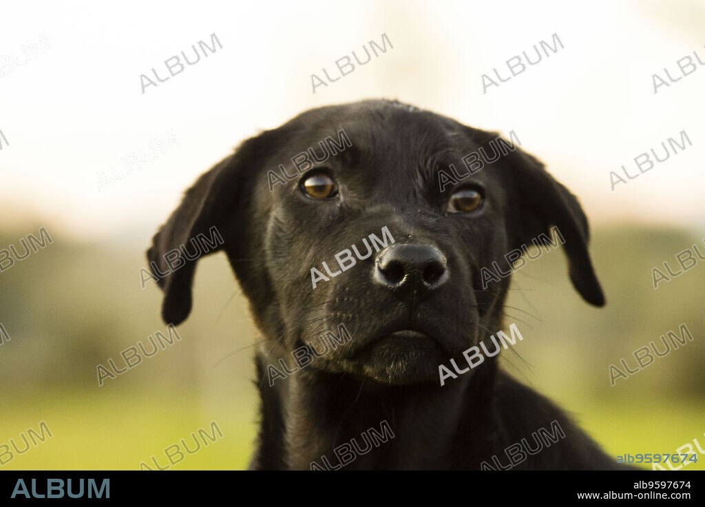 son perro pastor de mallorca hipoalergenico