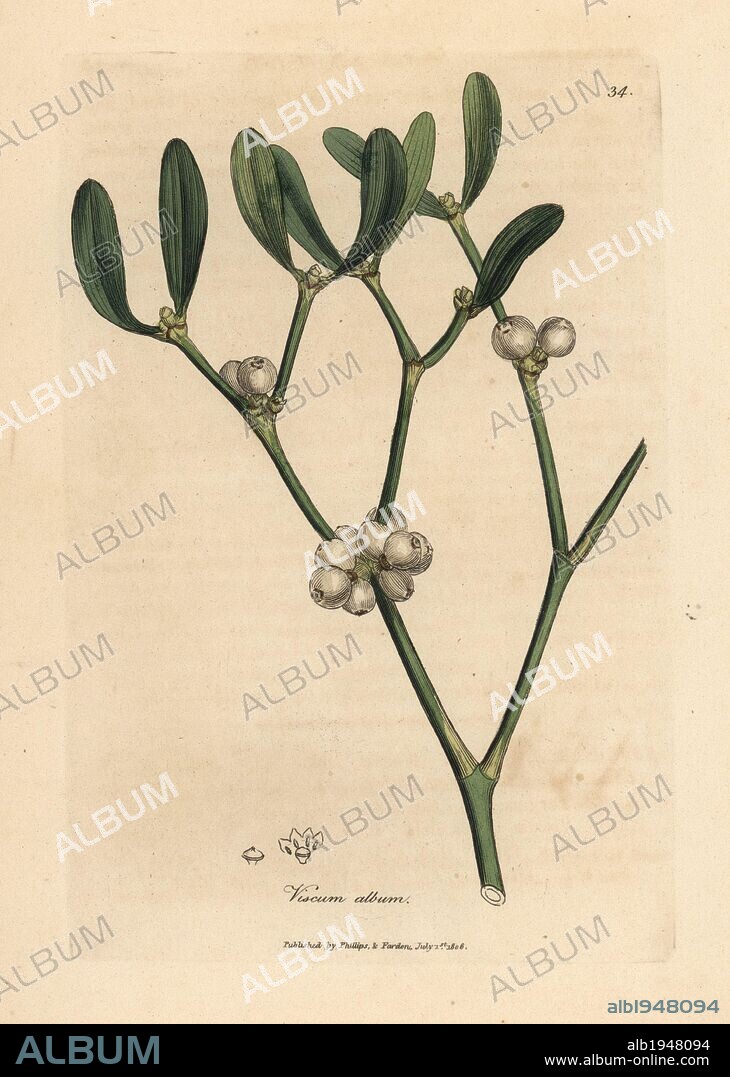 Leaves and white berries of mistletoe, Viscum album. Handcolored copperplate engraving from a botanical illustration by James Sowerby from William Woodville and Sir William Jackson Hooker's "Medical Botany" 1832. The tireless Sowerby (1757-1822) drew over 2,500 plants for Smith's mammoth "English Botany" (1790-1814) and 440 mushrooms for "Coloured Figures of English Fungi " (1797) among many other works.