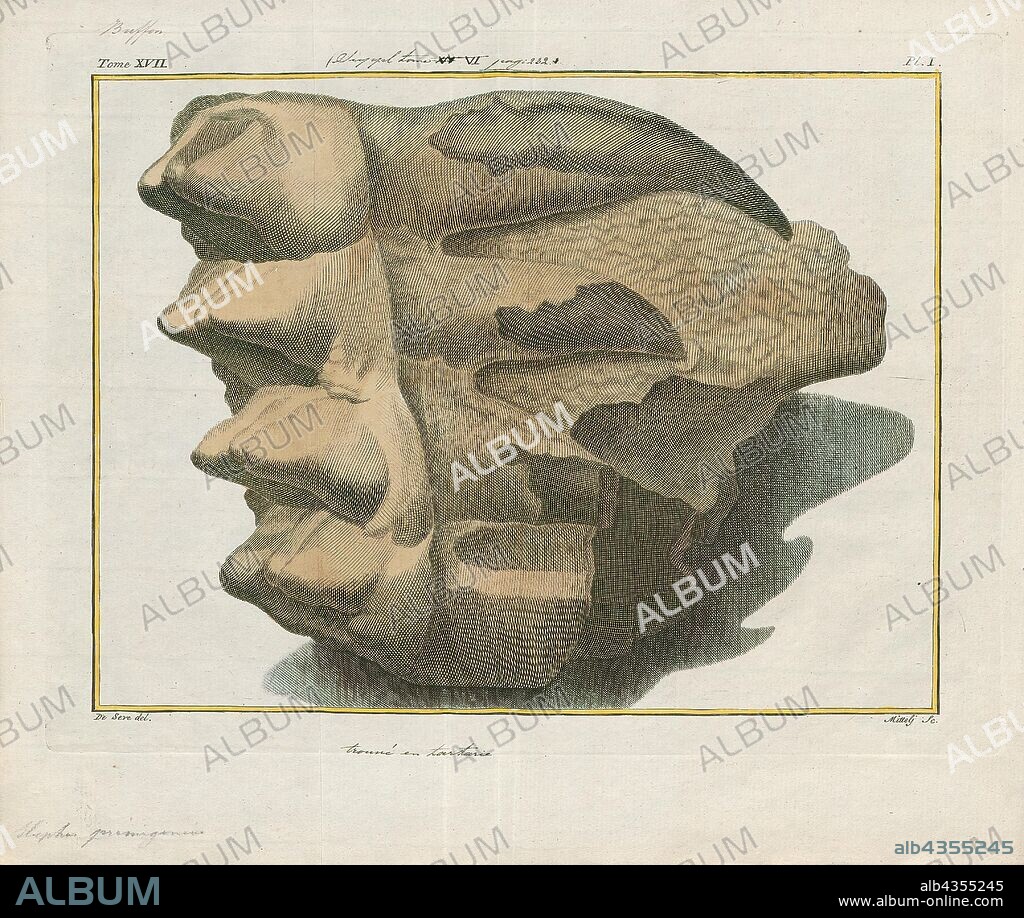 Elephas primigenius, Print, The woolly mammoth (Mammuthus primigenius) is an extinct species of mammoth that lived during the Pleistocene until its extinction in the early Holocene epoch. It was one of the last in a line of mammoth species, beginning with Mammuthus subplanifrons in the early Pliocene. The woolly mammoth diverged from the steppe mammoth about 400, 000 years ago in East Asia. Its closest extant relative is the Asian elephant. The appearance and behaviour of this species are among the best studied of any prehistoric animal because of the discovery of frozen carcasses in Siberia and Alaska, as well as skeletons, teeth, stomach contents, dung, and depiction from life in prehistoric cave paintings. Mammoth remains had long been known in Asia before they became known to Europeans in the 17th century. The origin of these remains was long a matter of debate, and often explained as being remains of legendary creatures. The mammoth was identified as an extinct species of elephant by Georges Cuvier in 1796., molars.