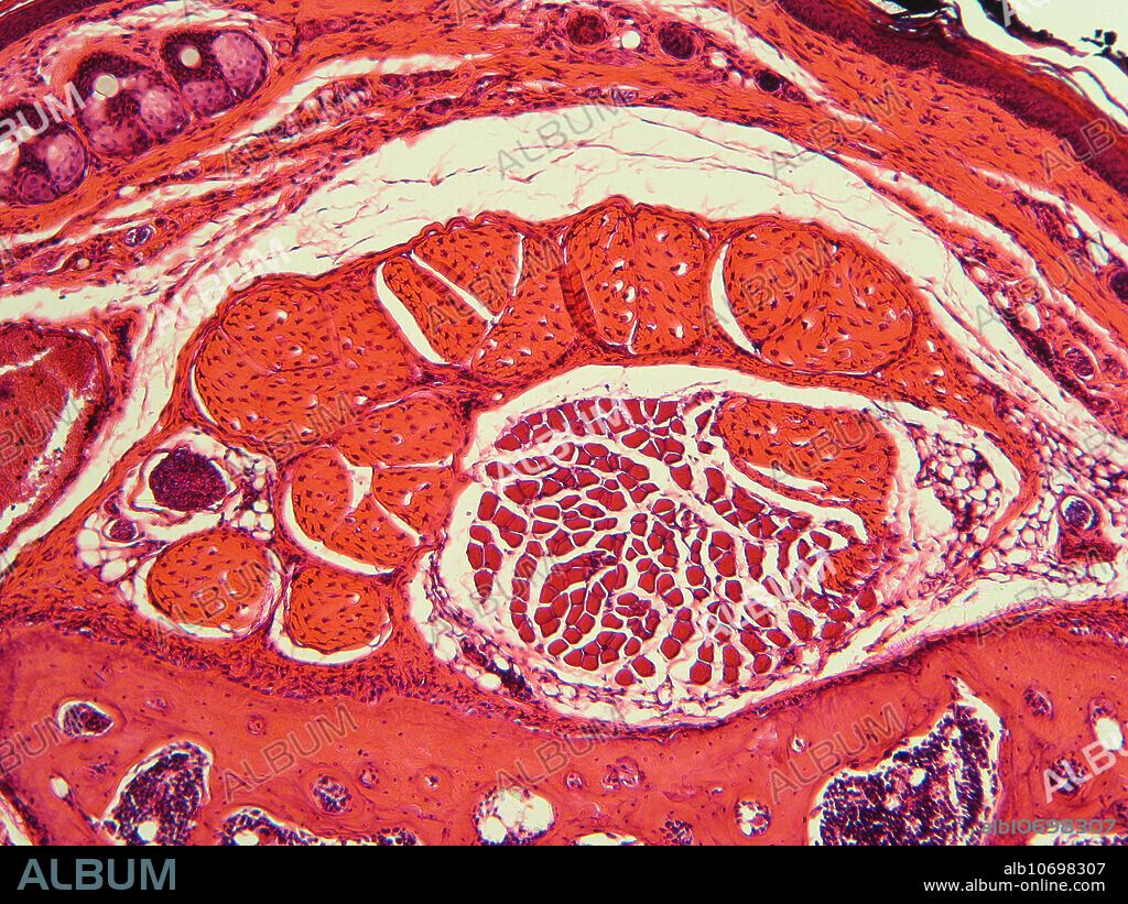 Light micrograph of a cross section of mouse tail, showing cartilage. Magnification: 60X when printed at 10 cm.