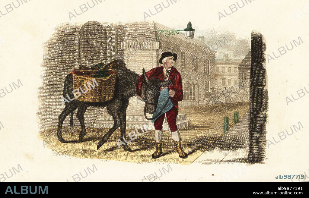 Itinerant vegetable seller reunited with his faithful ass in London. The ass carrying two baskets of produce had run away and been chased by over 50 people. Ass or donkey, Equus africanus asinus. From an anecdote by Swan in John Churchs Cabinet of Quadrupeds, 1805. Handcoloured copperplate engraving from Reverend Thomas Smiths The Naturalists Cabinet, or Interesting Sketches of Animal History, Albion Press, James Cundee, London, 1806. Smith, fl. 1803-1818, was a writer and editor of books on natural history, religion, philosophy, ancient history and astronomy.