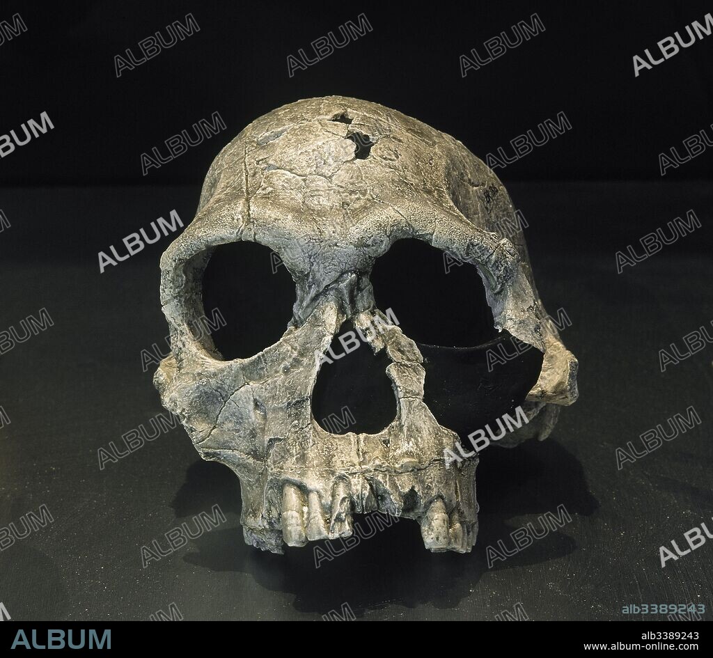 Homo habilis Cranium