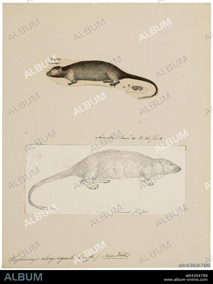 Hydromys chrysogaster, Print, The rakali, Hydromys chrysogaster, also known as the rabe or water-rat, is an Australian native rodent first described in 1804. The change to the aboriginal name Rakali was intended to foster a positive public attitude by Environment Australia. It is the only member of the genus Hydromys with a range extending beyond Papua New Guinea and Indonesian West Papua. Having adapted to and colonised a unique niche of a semiaquatic and nocturnal lifestyle, this species lives in burrows on the banks of rivers, lakes and estuaries and feeds on aquatic insects, fish, crustaceans, mussels, snails, frogs, birds' eggs and water birds. Rakali have a body 231–370 millimetres (9.1–14.6 in) in length, weigh, 340–1, 275 grams (0.750–2.811 lb) and have a thick tail measuring around 242–345 millimetres (9.5–13.6 in). Females are generally smaller than males but tail lengths are normally the same.They have partially webbed hind legs, waterproof fur, a flattened head, a long blunt nose, many whiskers and small ears and eyes. The body is streamlined with a skull that is large, flat and elongated, with two molars on the upper and lower jaw, similar to the False water rat Xeromys myoides. They are black to brown in colour with an orange to white belly, and dark tail with a white tip., 1700-1880.