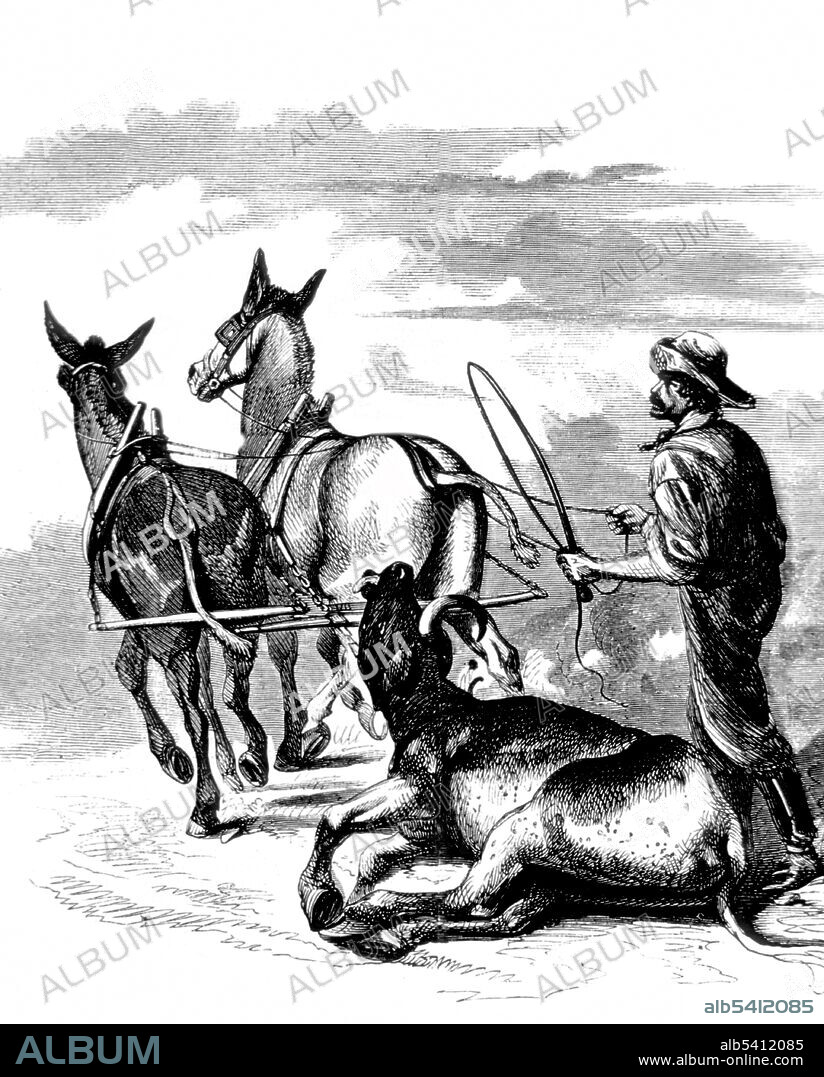 Dragging dead cattle to the vats, during the cattle plague. Rinderpest was an infectious viral disease of cattle, domestic buffalo, and many other species of even-toed ungulates, including large antelope, deer, giraffes, wildebeests, and warthogs. The disease was characterized by fever, oral erosions, diarrhea, lymphoid necrosis, and high mortality. Death rates during outbreaks were usually extremely high, approaching 100% in immunologically naive populations. Harper's Weekly, August 29, 1868 (cropped and cleaned).