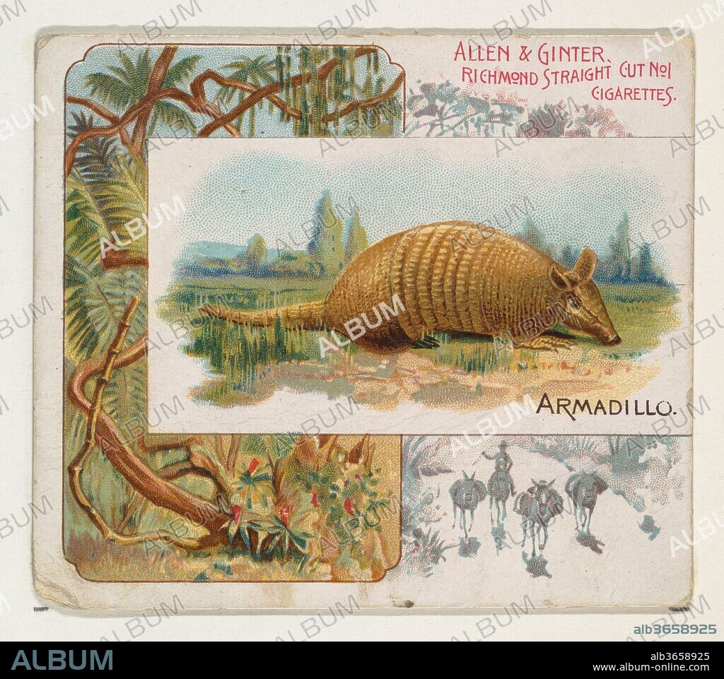 Armadillo, from Quadrupeds series (N41) for Allen & Ginter Cigarettes. Dimensions: Sheet: 2 7/8 x 3 1/4 in. (7.3 x 8.3 cm). Lithographer: Lithography by Lindner, Eddy & Claus (American, New York). Publisher: Issued by Allen & Ginter (American, Richmond, Virginia). Date: 1890.
Large trade cards from the "Quadrupeds" series (N41), issued in 1890 in a set of 50 cards to promote Allen & Ginter brand cigarettes. Series N41 reproduces the cards from N21 in a larger size.