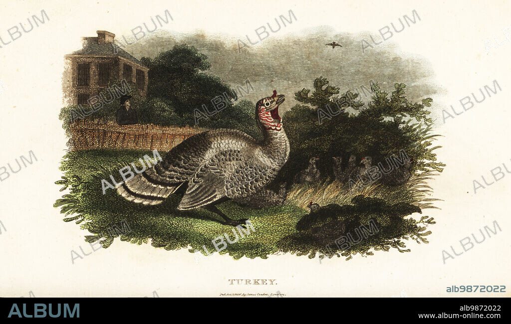 Male turkey, Meleagris gallopavo, protecting a bantam hen from a predatory hawk. The male flew at the hawk and beat it with his spurs. Anecdote by a New York gentleman with turkeys, bantams and poultry in his yard. Handcoloured copperplate engraving from Reverend Thomas Smiths The Naturalists Cabinet, or Interesting Sketches of Animal History, Albion Press, James Cundee, London, 1806. Smith, fl. 1803-1818, was a writer and editor of books on natural history, religion, philosophy, ancient history and astronomy.