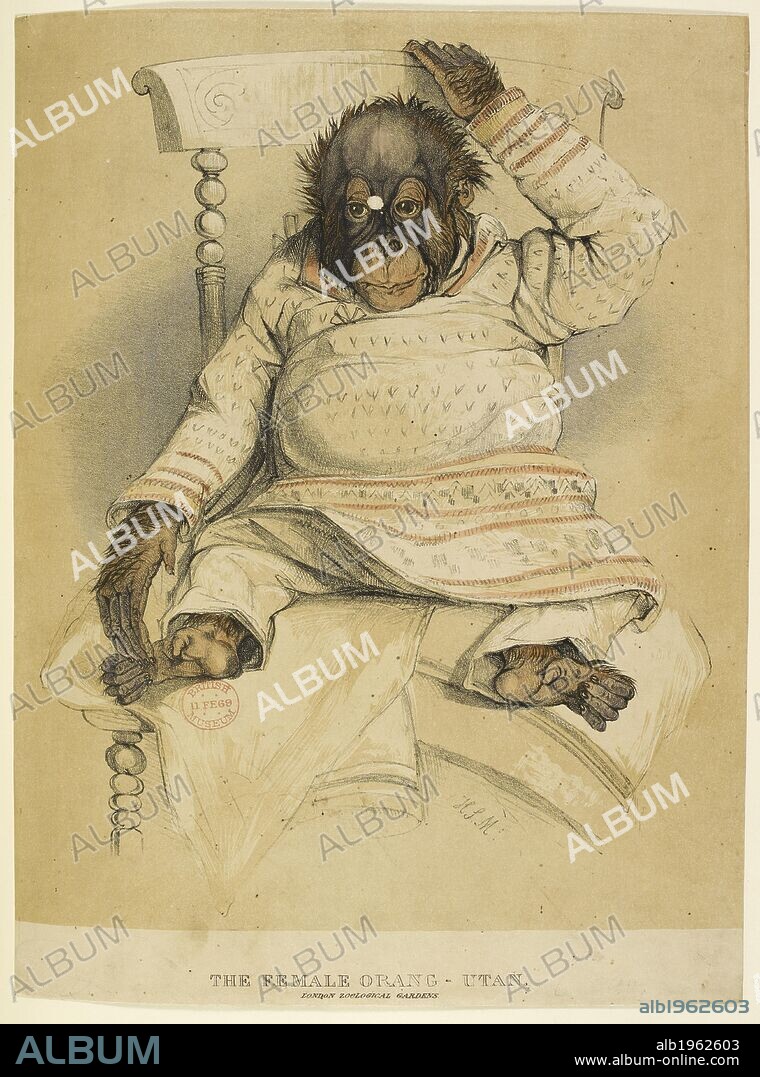 JOHN FILLINHAM. An illustration of an orangutan sitting on a chair. This is possibly Jenny the orangutan that Charles Darwin saw at London Zoo in 1838. [A collection of cuttings from newspapers, advertisements, playbills, etc]. 1700 - 1860. In 1838 London Zoo acquired it's first Orangutan, which was given the name Jenny. On 28 March 1838, Charles Darwin came to the London Zoo to visit Jenny and was profoundly moved by the experience. Source: 1889.b.10. Language: English.