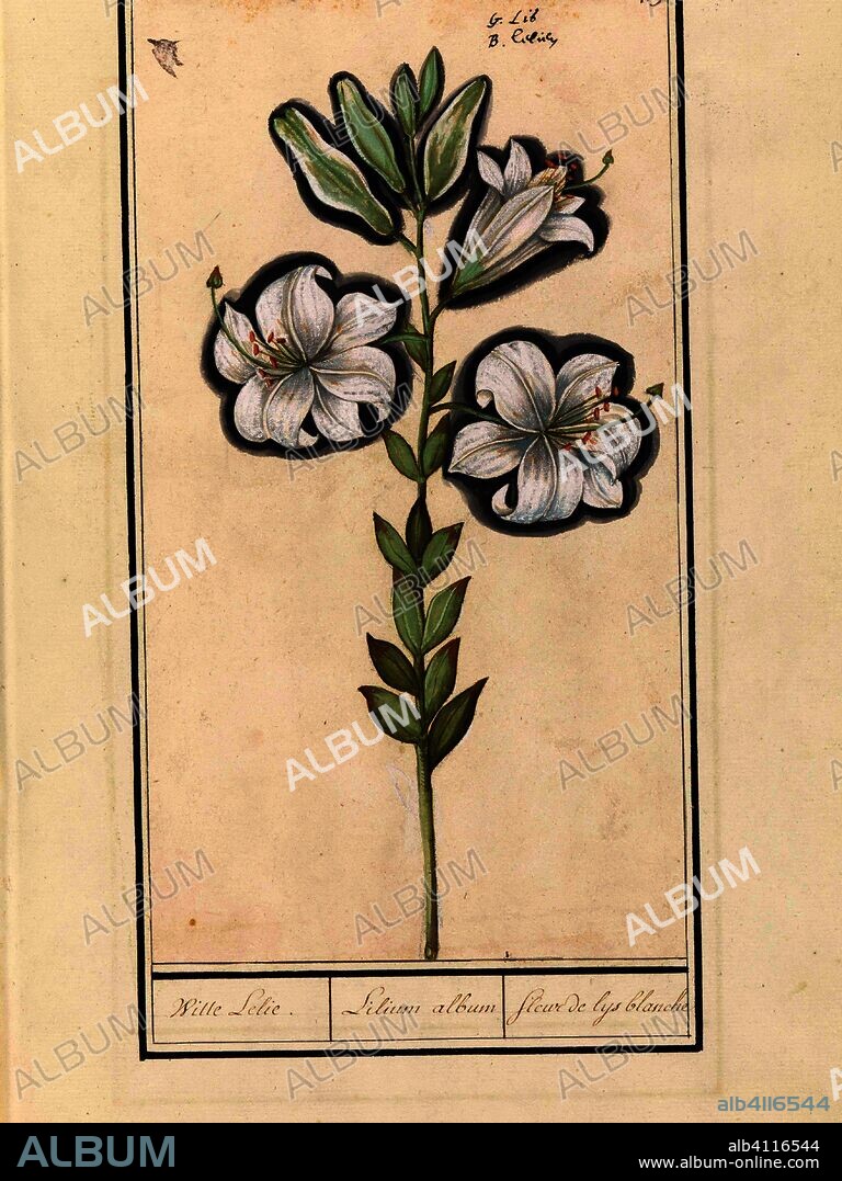 ANSELMUS BOËTIUS DE BOODT. Witte lelie (Lilium candidum). Witte Lelie. / Lilium album / Fleur de lys blanche (title on object). Draughtsman: Anselmus Boëtius de Boodt. Draughtsman: Elias Verhulst. Dating: 1596 - 1610. Place: Praag. Measurements: h 285 mm × w 155 mm.