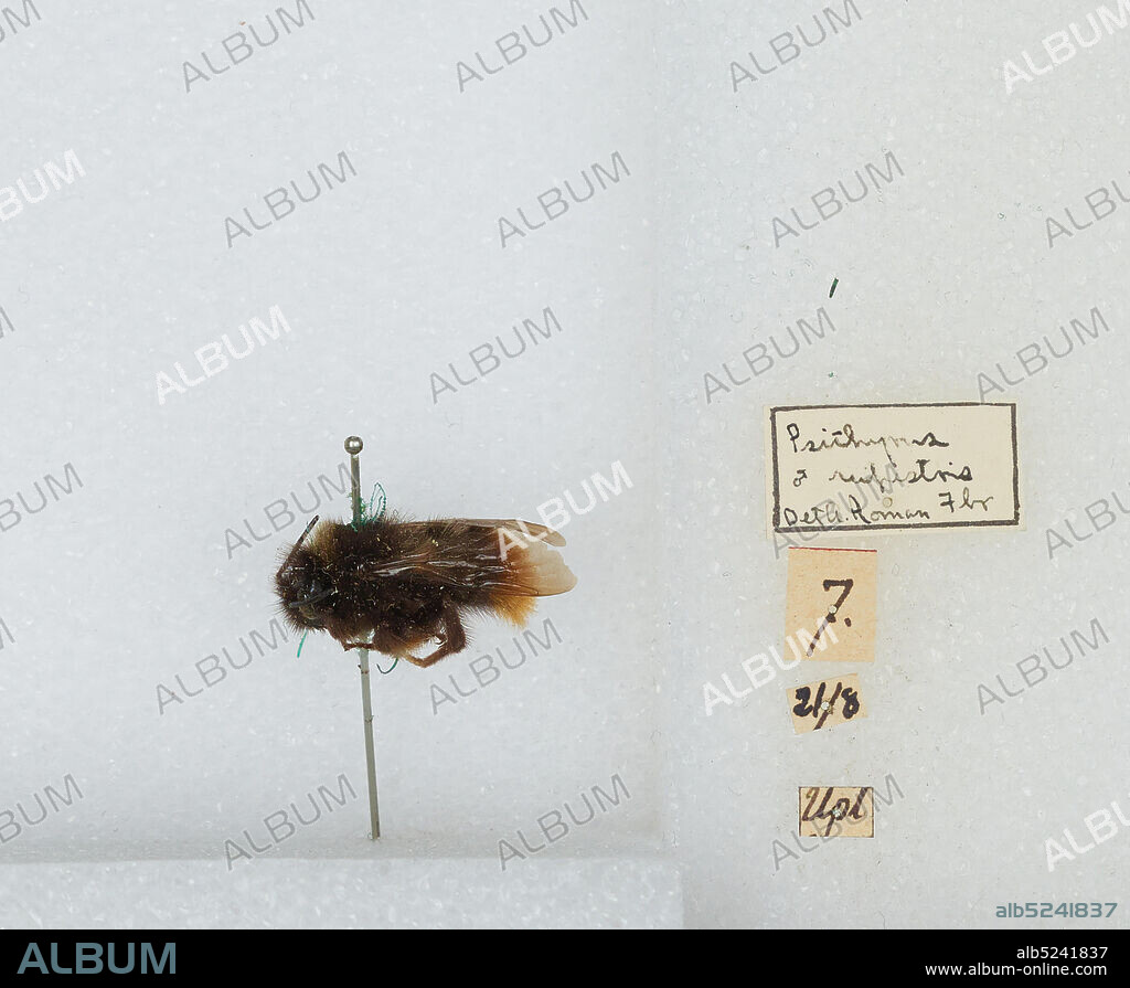 Bombus (Psithyrus) rupestris (Fabricius), Animalia, Arthropoda, Insecta, Hymenoptera, Apidae, Apinae.
