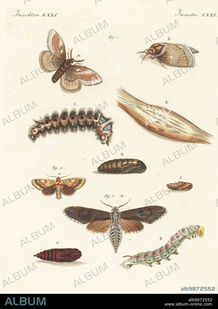 Pine-tree lappet moth, Dendrolimus pini 1, pine beauty, Panolis flammea 2, and pine hawk-moth, Sphinx pinastri 3. Shown with caterpillar (larva) C, pupa D and cocoon E. Pine tree pests. Handcoloured copperplate engraving from Carl Bertuch's Bilderbuch fur Kinder (Picture Book for Children), Weimar, 1813. A 12-volume encyclopedia for children illustrated with almost 1,200 engraved plates on natural history, science, costume, mythology, etc., published from 1790-1830.