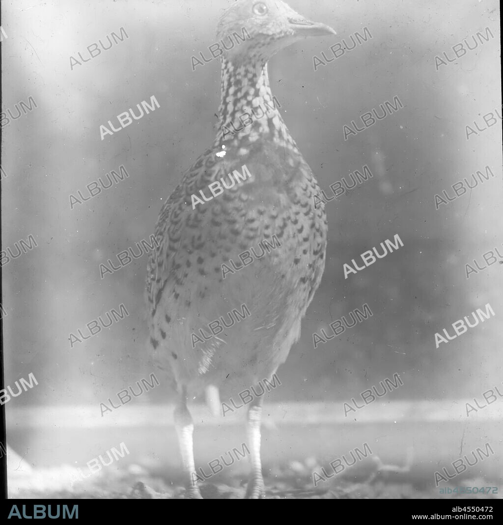 Lantern Slide - Plains Wanderer, Pedionomus torquatus, Australia, Date Unknown, Black and white image of a Plains Wanderer, a small bird about the size of a quail, photographed by H.A. Purnell. one of many forming the A.J. Campbell Collection held by Museum Victoria.