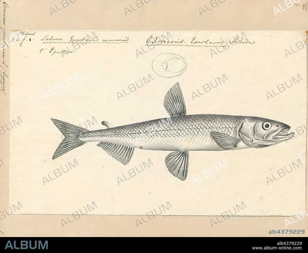 Osmerus eperlanus, Print, The smelt or European smelt (Osmerus eperlanus) is a species of fish in the family Osmeridae., 1700-1880.