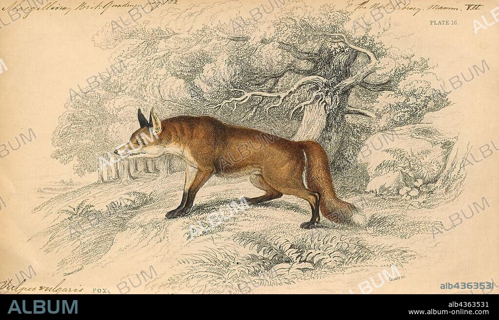 Vulpes vulgaris, Print, Vulpes is a genus of the Canidae. The