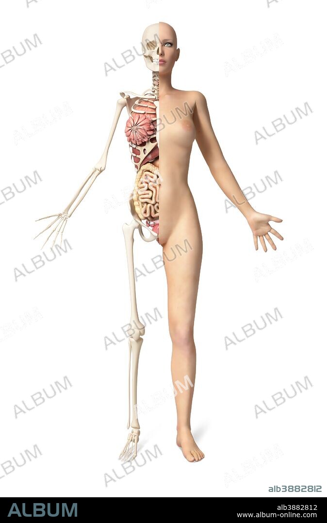 629 Female Anatomy Diagram Stock Photos, High-Res Pictures, and Images -  Getty Images