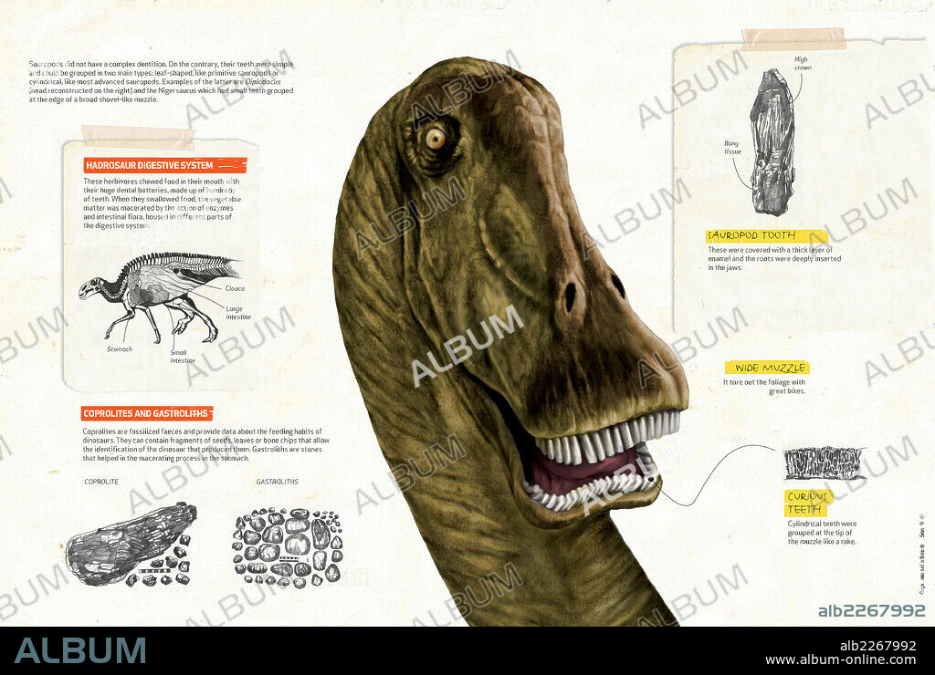 Digestión del dinosaurio herbívoro. Infografía sobre el sistema digestivo de los dinosaurios herbívoros y algunas de las características anatómicas que les permitían alimentarse del follaje.