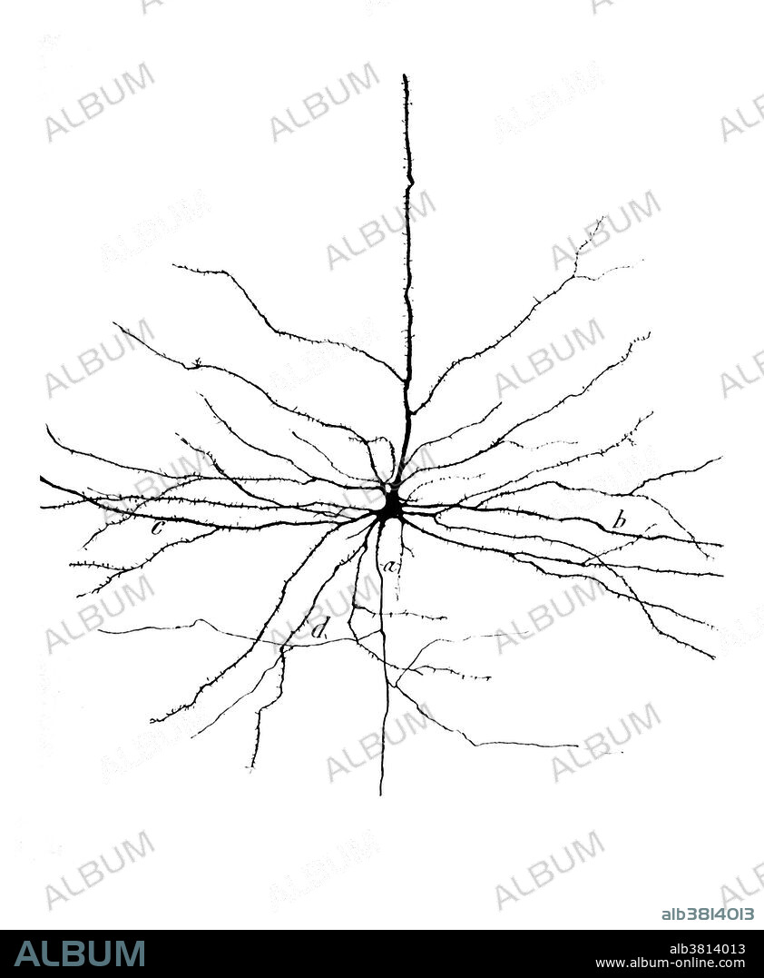 pyramidal neurons cortex