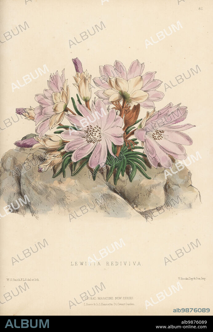 Bitterroot, Lewisia rediviva. Native to Oregon and the Rocky Mountains of North America. From Bachhouse and Son nursery, York. Handcolored botanical illustration drawn and lithographed by Worthington George Smith from Henry Honywood Dombrain's Floral Magazine, New Series, Volume 2, L. Reeve, London, 1873. Lithograph printed by Vincent Brooks, Day & Son.