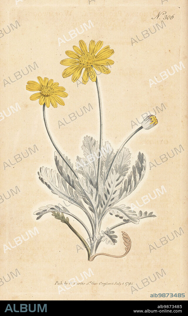 Grey-leaved euryops, Euryops pectinatus subsp. pectinatus. Wormwood-leaved othonna, Othonna pectinata. Native to the Cape, South Africa, and New Holland, Australia. Handcoloured copperplate engraving after a botanical illustration from William Curtis's Botanical Magazine, Stephen Couchman, London, 1795.