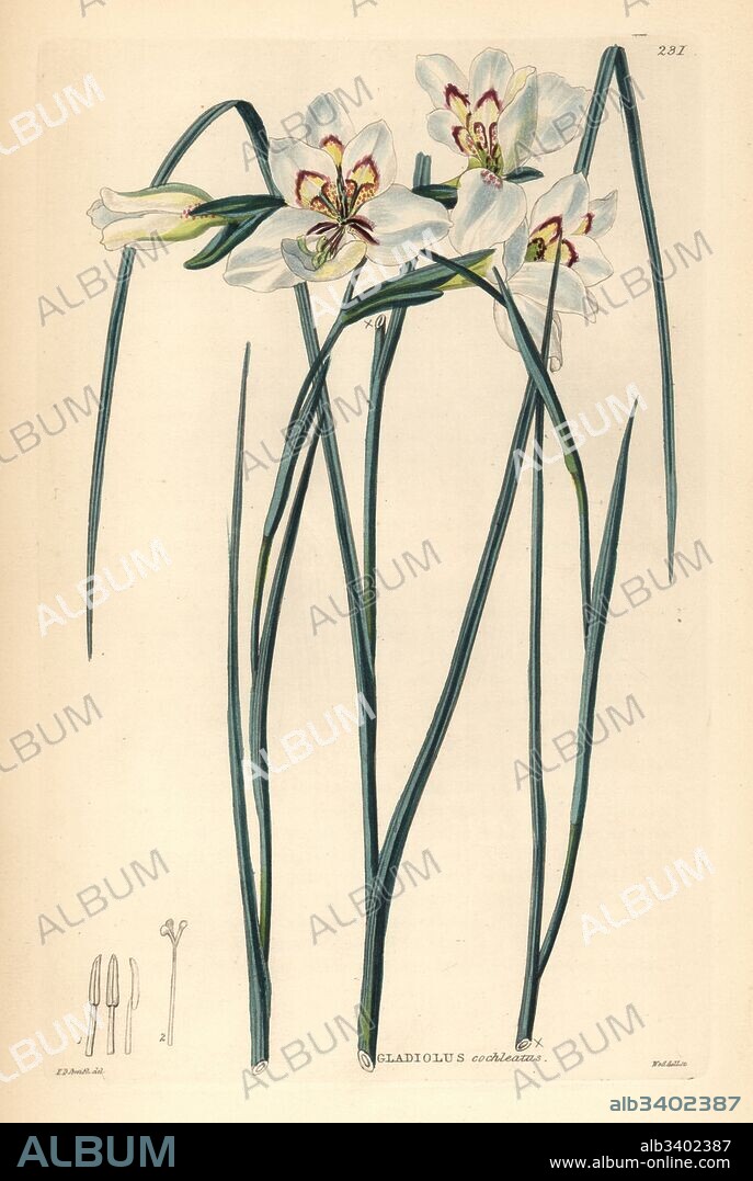 Little painted lady, Gladiolus debilis (spoon-lipped corn-flag, Gladiolus cochleatus). Handcoloured copperplate engraving by Weddell after Edwin Dalton Smith from John Lindley and Robert Sweet's Ornamental Flower Garden and Shrubbery, G. Willis, London, 1854.