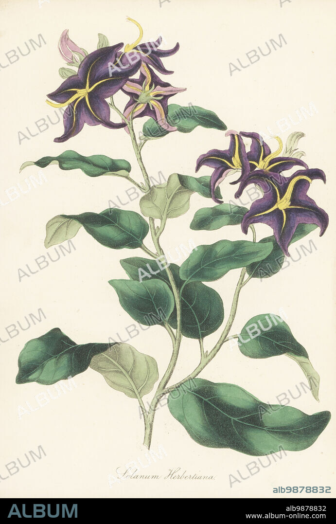 Silverleaf nightshade or silver-leaved nightshade, Solanum elaeagnifolium. Native to North America and Mexico, raised by Messrs. Young of Epsom nursery. Mr. Herbert's nightshade, Solanum herbertiana. Handcoloured lithograph from Joseph Paxtons Magazine of Botany, and Register of Flowering Plants, Volume 5, Orr and Smith, London, 1838.