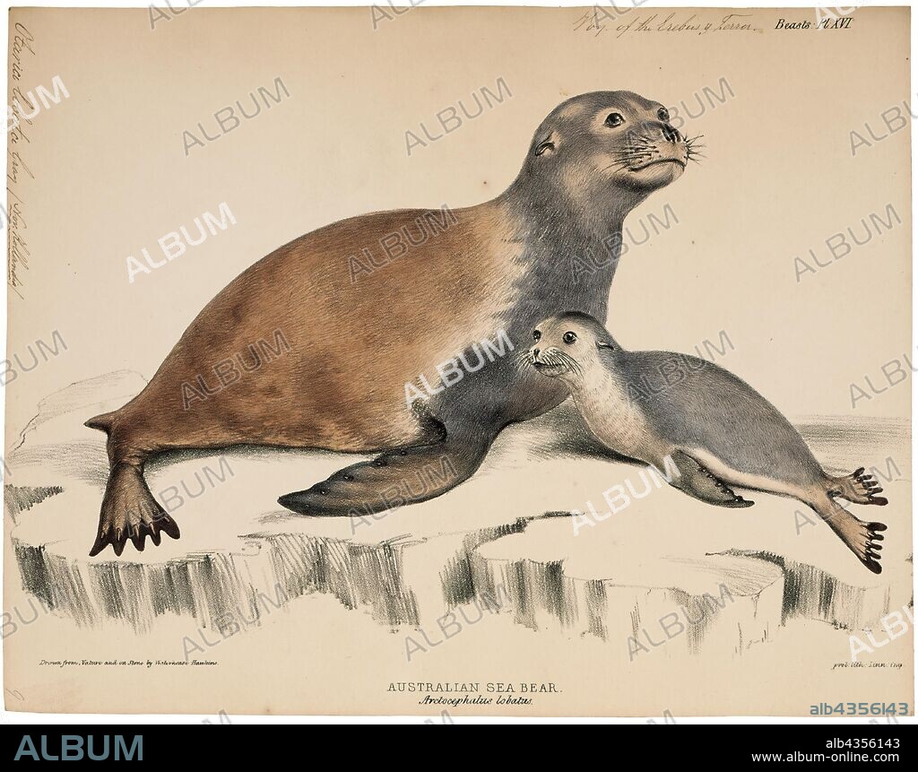 Otaria lobata, Print, South American sea lion, The South American sea lion (Otaria flavescens, formerly Otaria byronia), also called the Southern Sea Lion and the Patagonian sea lion, is a sea lion found on the Ecuadorian, Peruvian, Chilean, Falkland Islands, Argentinean, Uruguayan, and Southern Brazilian coasts. It is the only member of the genus Otaria. Its scientific name was subject to controversy, with some taxonomists referring to it as Otaria flavescens and others referring to it as Otaria byronia. The former eventually won out, although that may still be overturned. Locally, it is known by several names, most commonly lobo marino (es)/lobo marinho (pt) (sea wolf) and león marino (es)/leão marinho (pt) (sea lion) and the hair seal., 1700-1880.