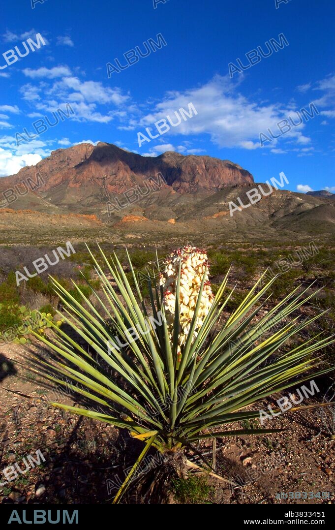Torrey Yucca, Yucca torreyi, in the Chisos Mountains of Big Bend National Park, Texas.