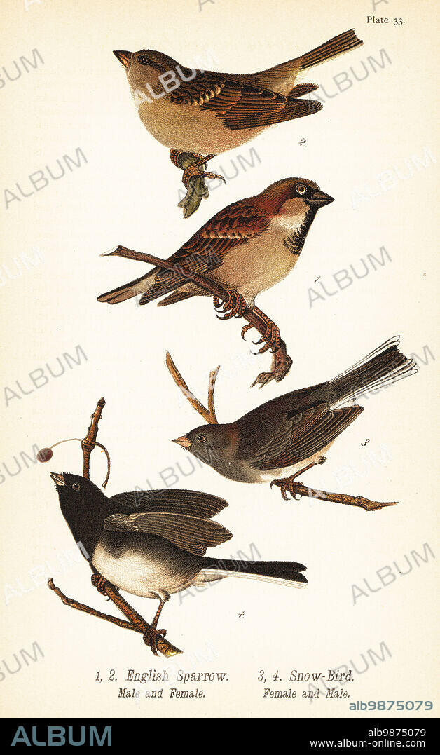House sparrow, Passer domesticus, and dark-eyed junco, Junco hyemalis. English sparrow, male 1, female 2, and snow-bird, male 3, female 4. Chromolithograph after an ornithological illustration by John James Audubon from Benjamin Harry Warrens Report on the Birds of Pennsylvania, E.K. Mayers, Harrisburg, 1890.