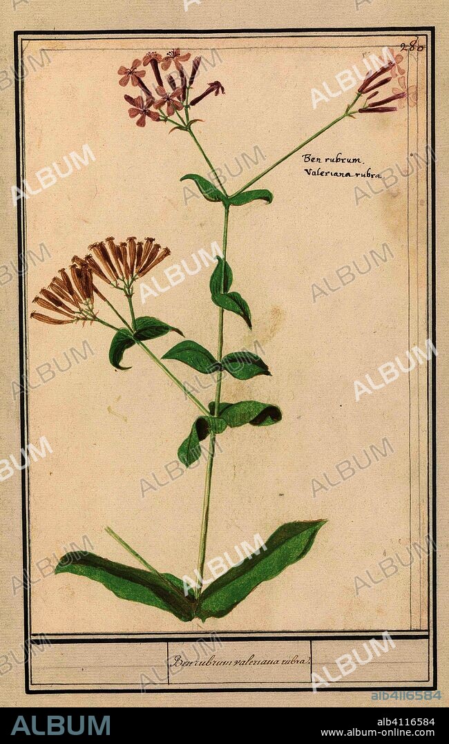 ANSELMUS BOËTIUS DE BOODT. Onbekende plant. Ben rubrum valeriana rubra. (title on object). Draughtsman: Anselmus Boëtius de Boodt. Draughtsman: Elias Verhulst. Dating: 1596 - 1610. Place: Praag. Measurements: h 276 mm × w 184 mm.