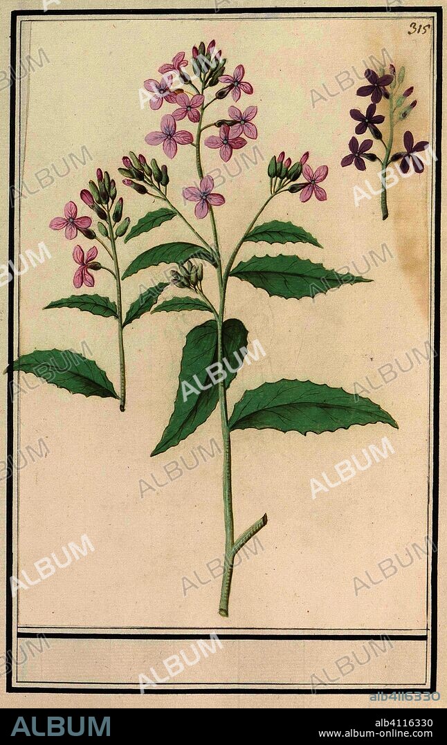 ANSELMUS BOËTIUS DE BOODT. Damask flower (Hesperis matronalis). Draughtsman: Anselmus Boëtius de Boodt. Draughtsman: Elias Verhulst. Dating: 1596 - 1610. Place: Praag. Measurements: h 255 mm × w 171 mm.