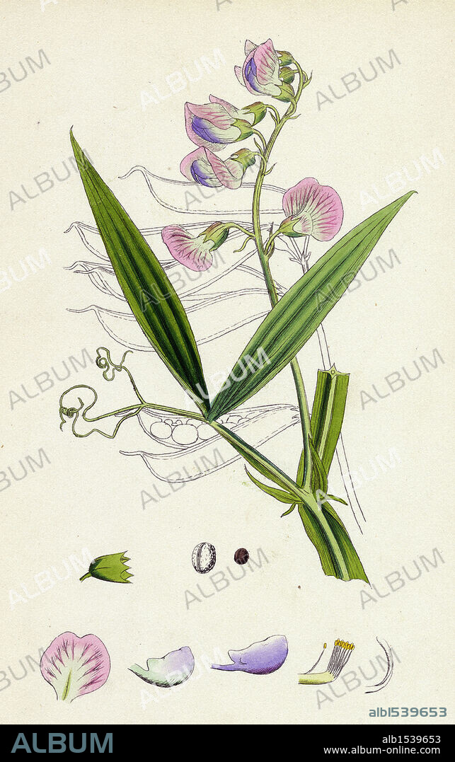 Lathyrus sylvestris; Narrow-leaved Everlasting Pea.