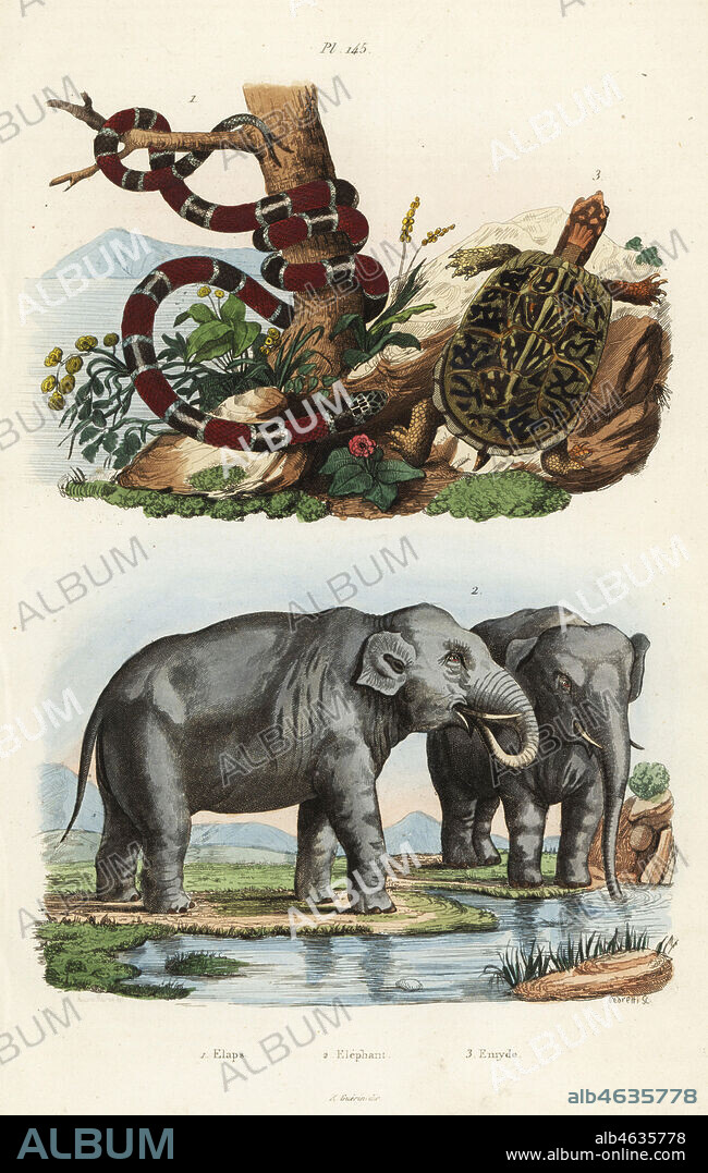 Painted coral snake, Micrurus corallinus 1, Indian elephant, Elephas maximus indicus 2, and common box turtle, Terrapene carolina 3. Elaps, elephant, emyde. Handcoloured steel engraving by Pedretti after an illustration by A. Carie Baron from Felix-Edouard Guerin-Meneville's Dictionnaire Pittoresque d'Histoire Naturelle (Picturesque Dictionary of Natural History), Paris, 1834-39.