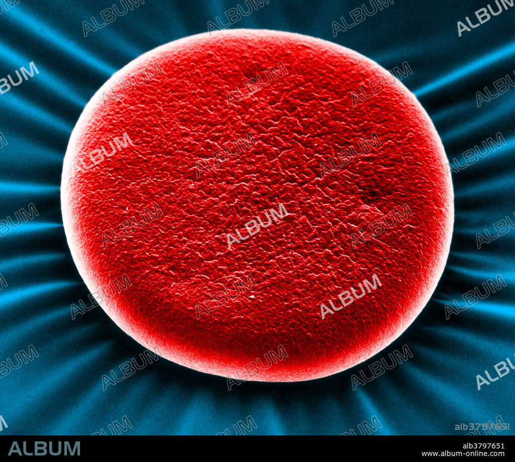 Scanning electron microscope of a human red blood cell. Magnification 10,000x at approximately 7x9 inches.