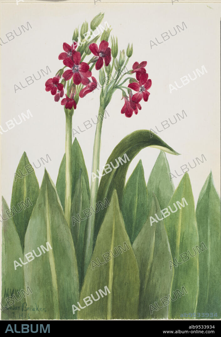 MARY VAUX WALCOTT. Primrose (Primula parryi). Watercolor on paper. Date: 1938.