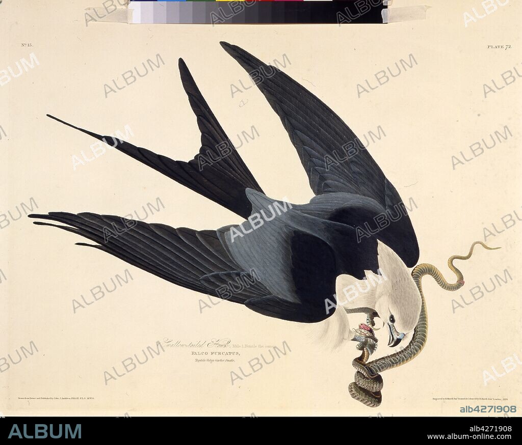 JOHN JAMES AUDUBON. The swallow-tailed kite. From "The Birds of America".