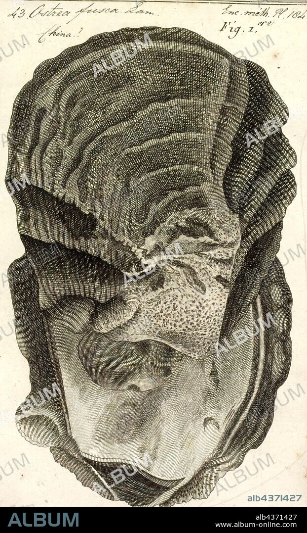 Ostrea fusca, Print, Ostrea is a genus of edible oysters, marine bivalve mollusks in the family Ostreidae, the oysters.